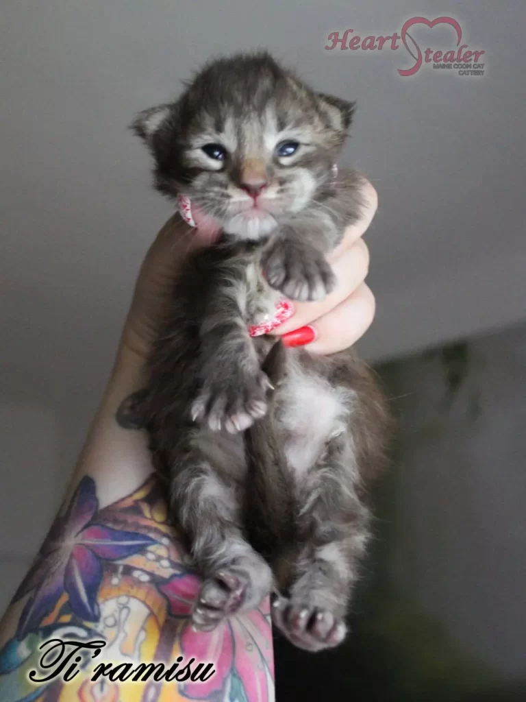 The dream kitten was finally born. Heart Stealer Ti'ramisu is a 1-week-old kitten.