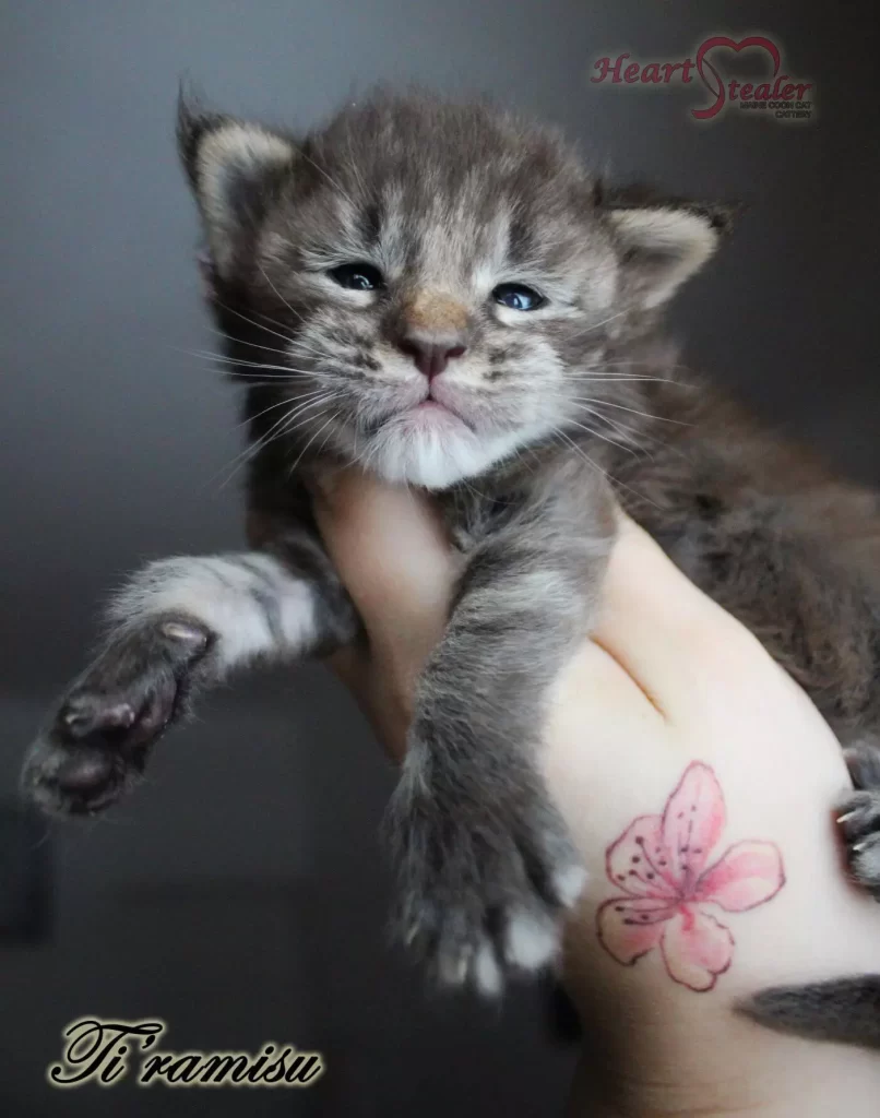 Heart Stealer Ti'ramisu is a 2-week-old kitten.