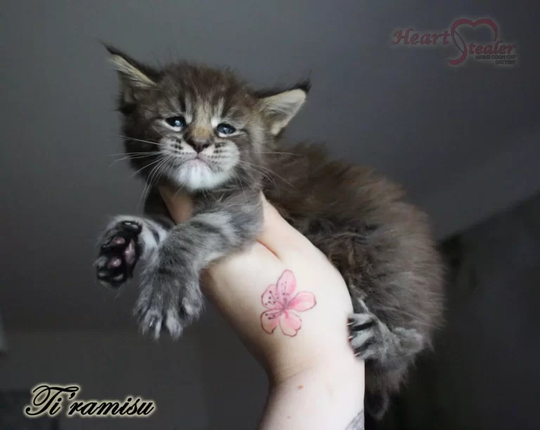 The dream kitten was finally born. Heart Stealre Ti'ramisu is a 4-week-old kitten.