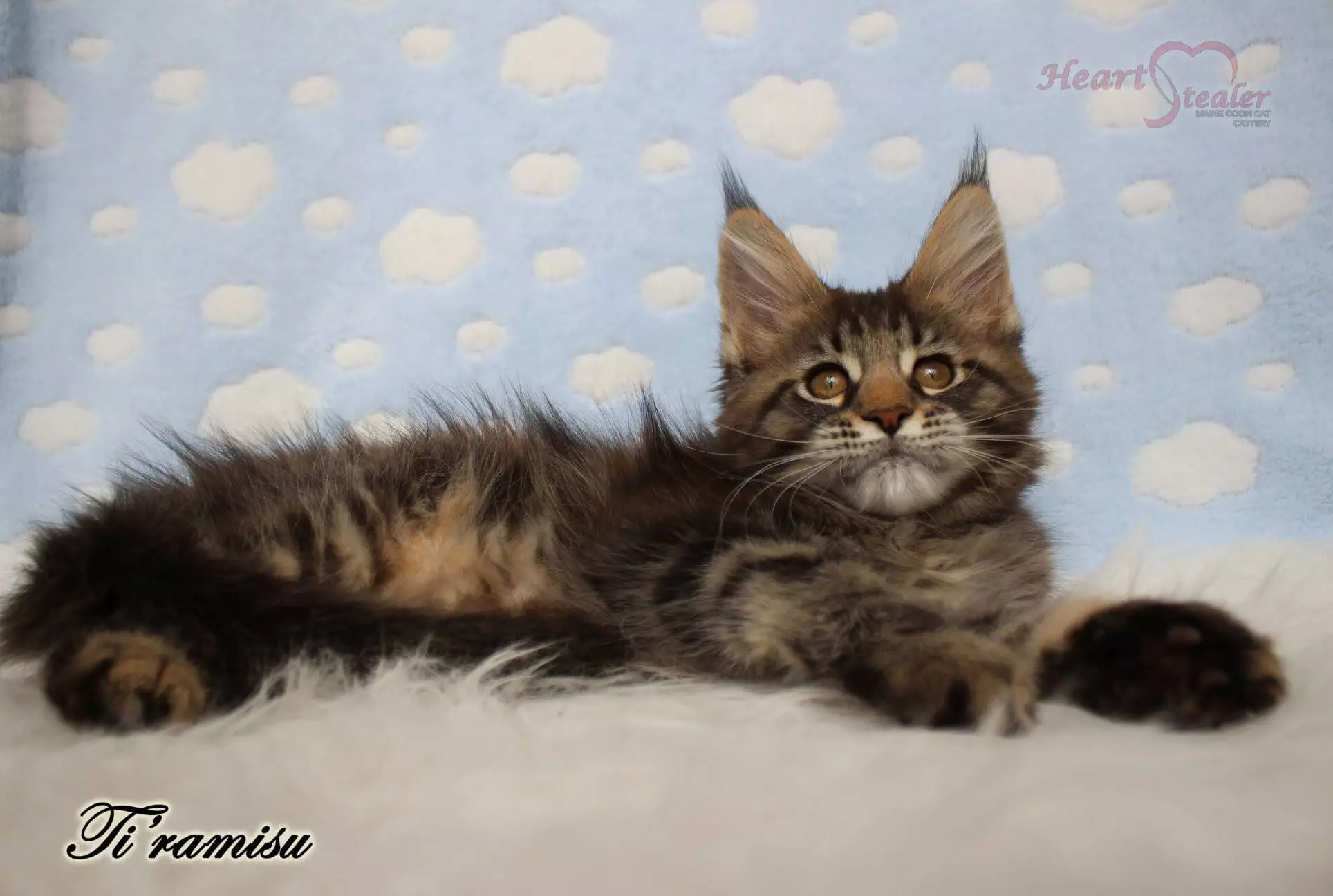 Choosing a right breeder. Heart Stealer Ti'ramisu is a 12-week-old kitten.