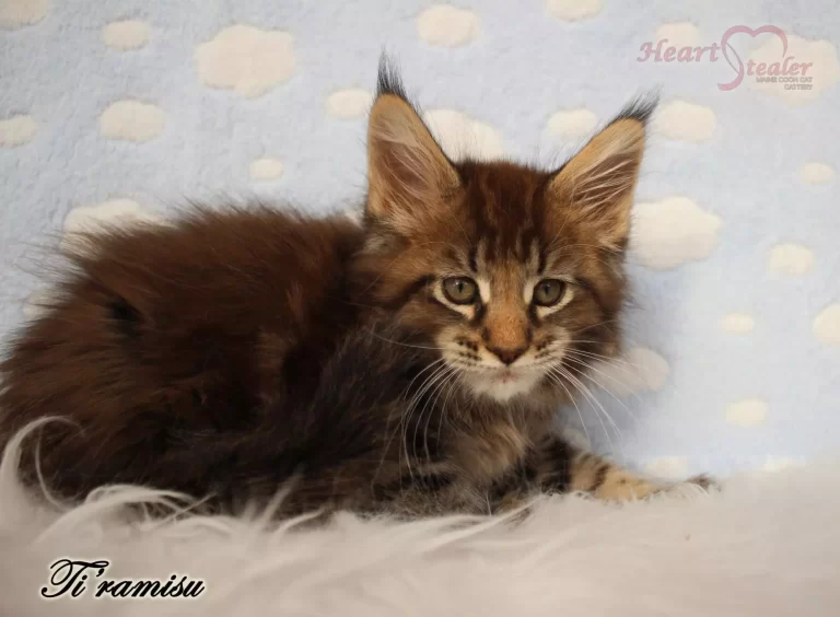 Heart Stealer Ti'ramisu is a 8-week-old kitten.