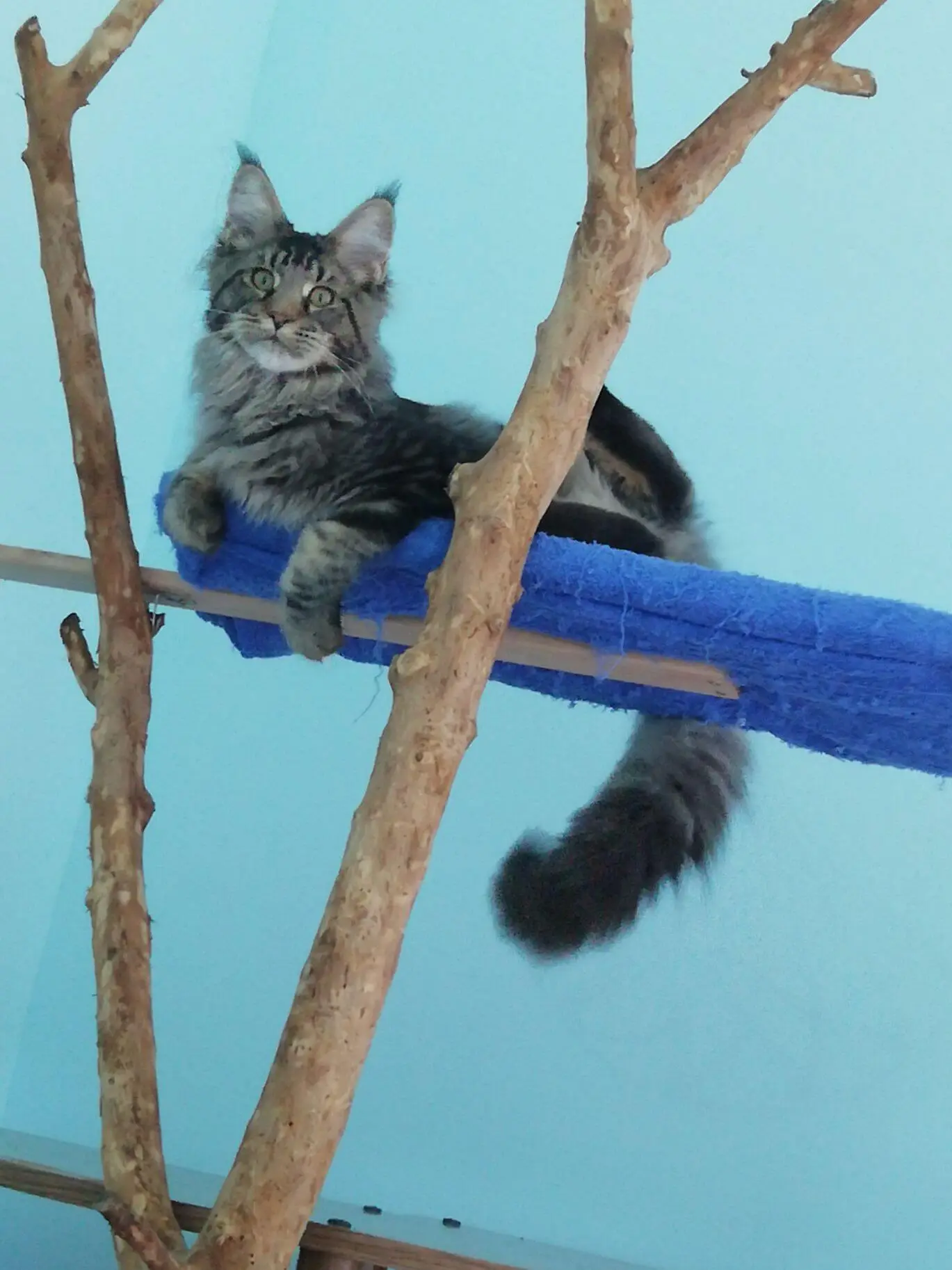 Tirus on the old cat tree.