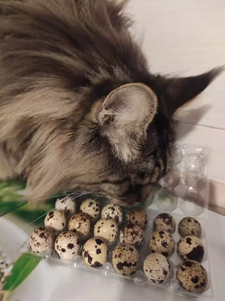 Tirus is smelling quail eggs. He is a gourmet cat.