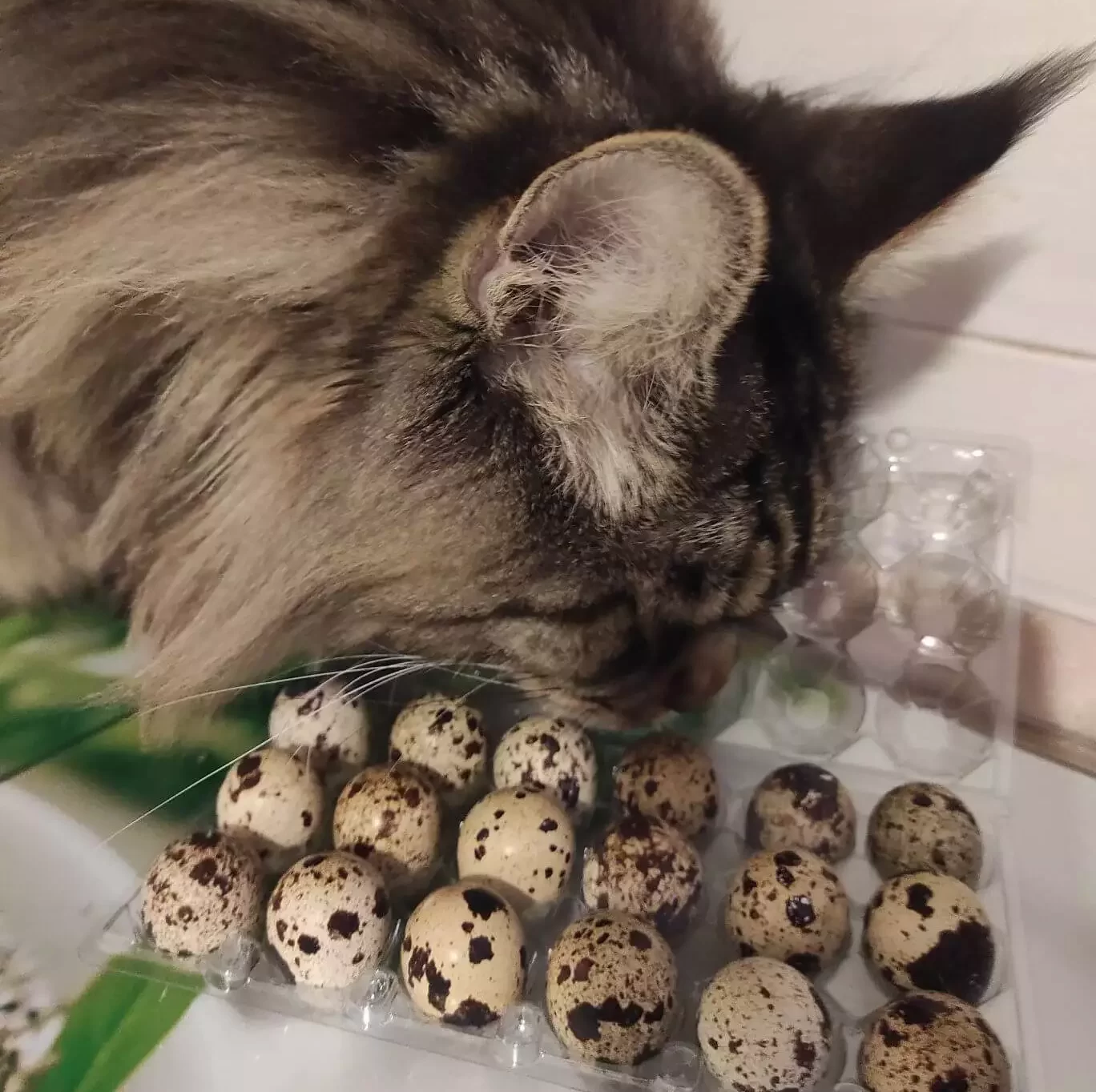 Tirus is smelling quail eggs. He is a gourmet cat.