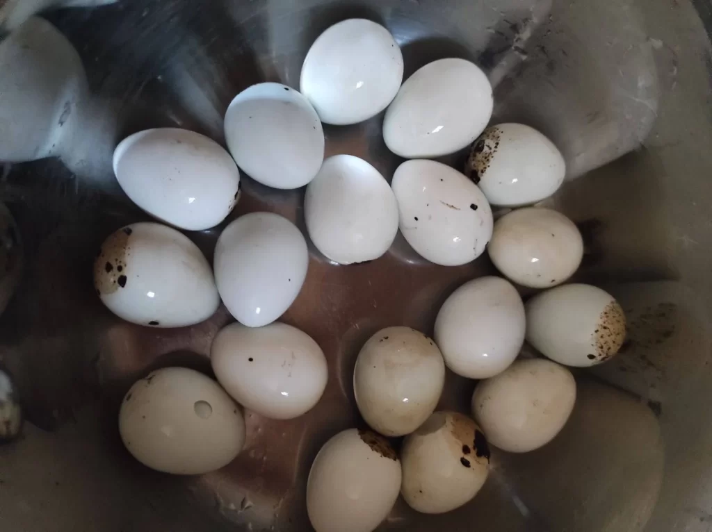 White quail eggs after their pattern have been removed