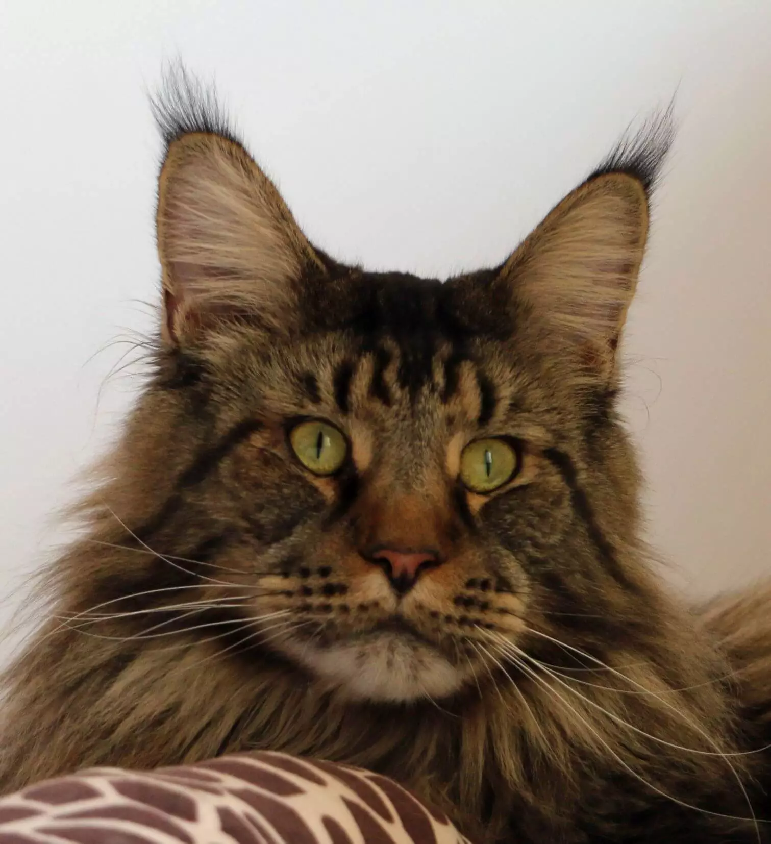 tiramisu_the_maine_coon's profile picture