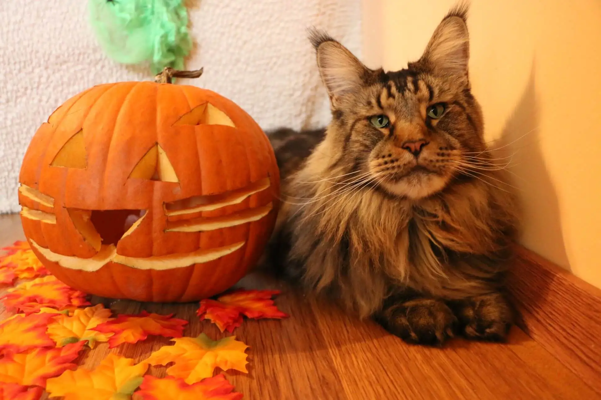 Tirus with a pumpkin decoration. To make this pumpkin is a funny cat time.