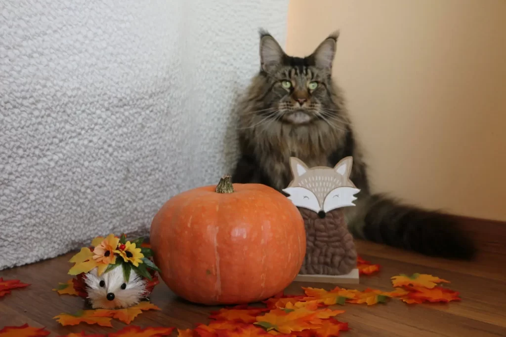 Cat photo with autumn decoration.