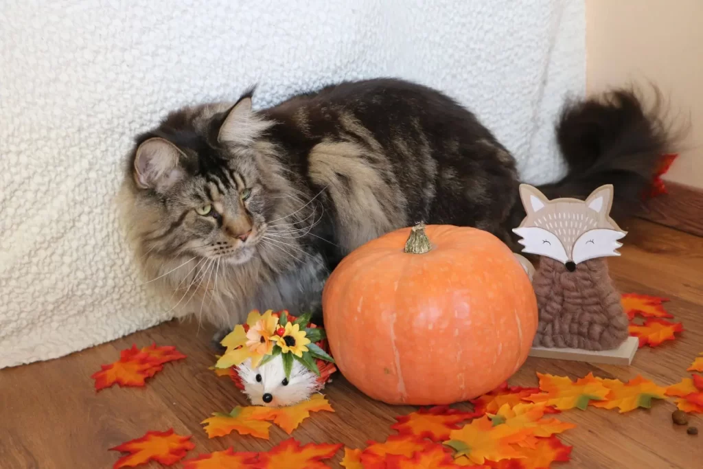 Tirus still doesn't want to be a photo model. Tirus with the autumn decorations.