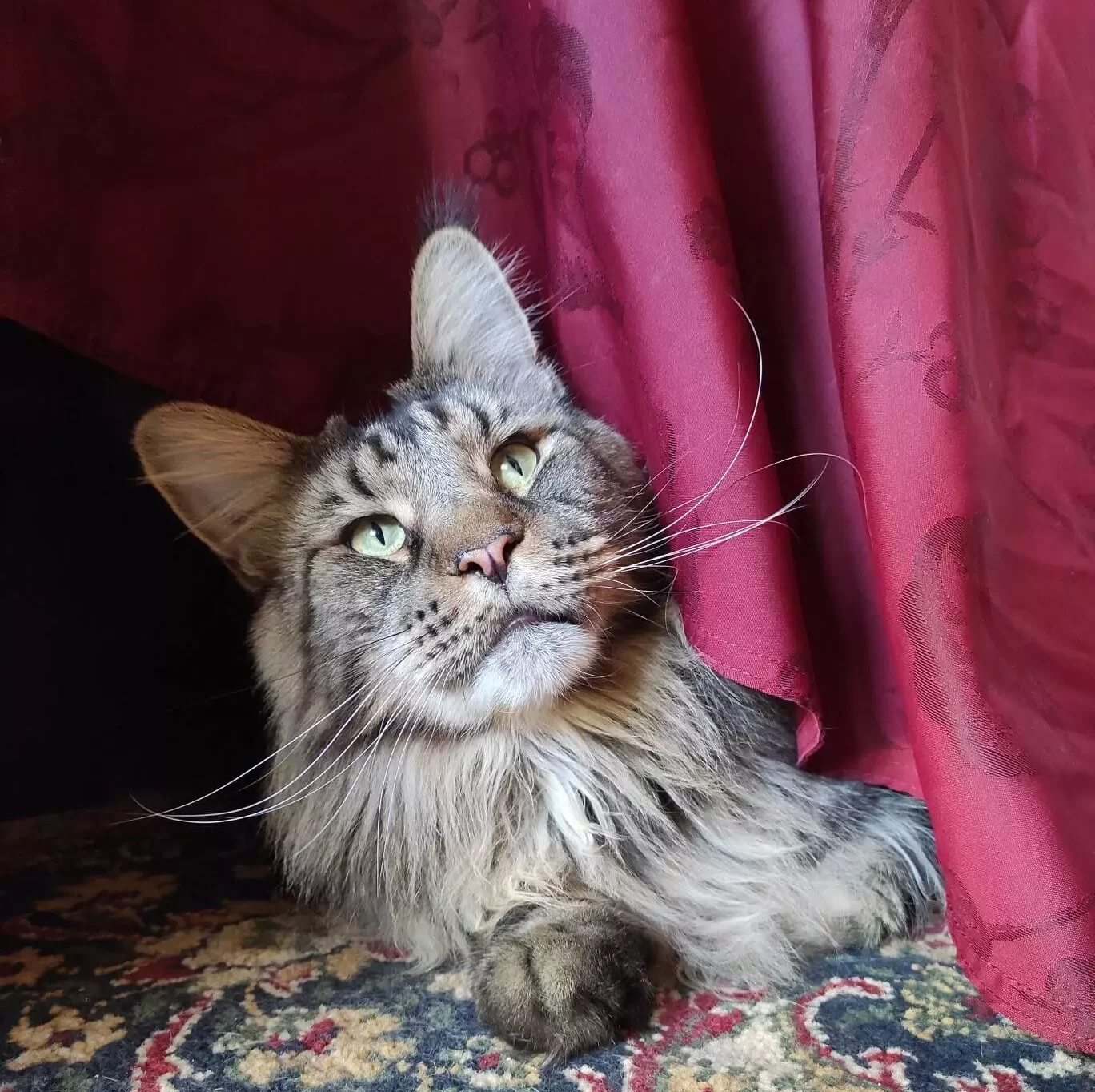 Tirus peeks out from behind the tablecloth like a real cat model.