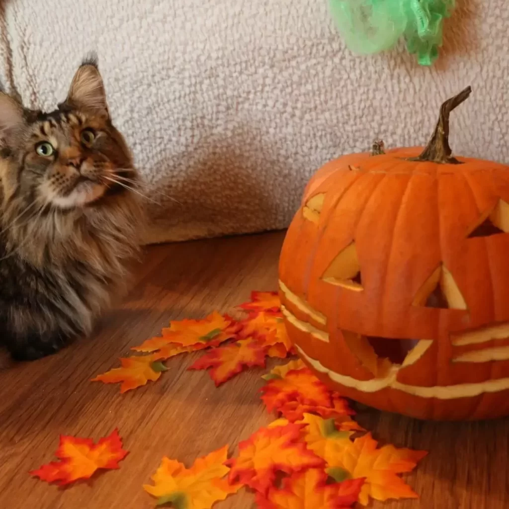 Tirus with a carved Halloween cat pumpkin. The making of it was a funny cat time.