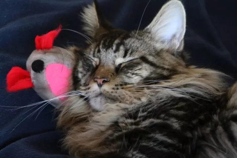 Tirus sleeping with his cat toy mouse.