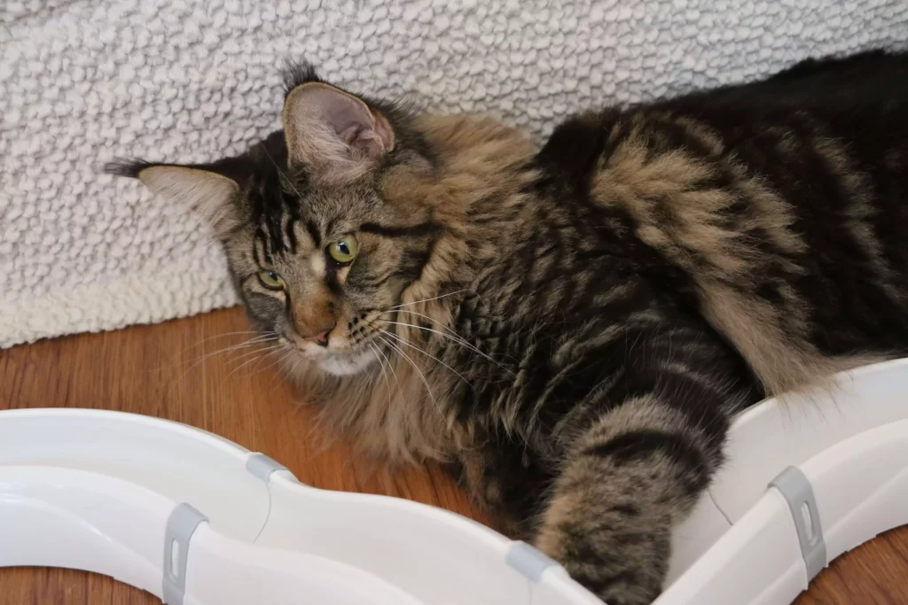 Even the large Maine Coon paw fits in this cat toy.