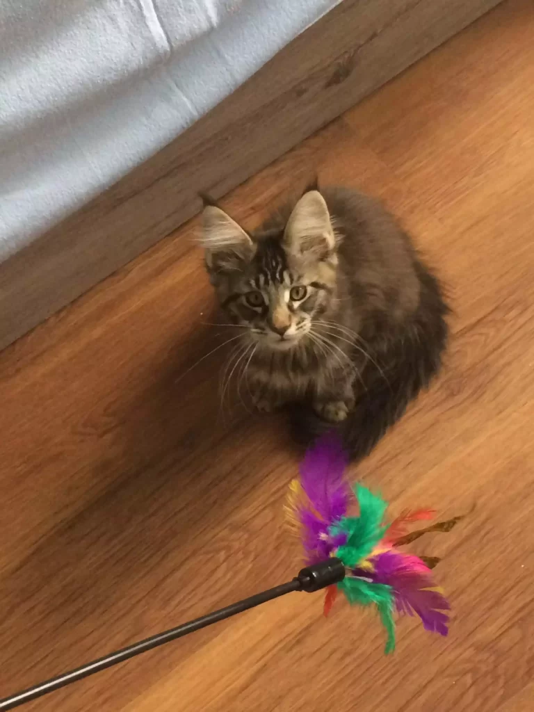 Ti'ramisu with the feather pole on his first day in his new home.