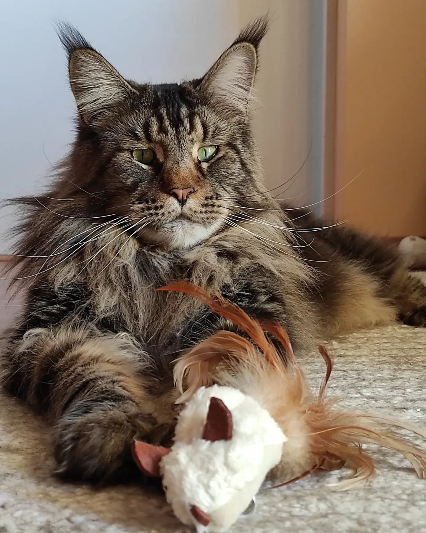 You have to put away to a safe pace feather toys like this after playing with your cat. Tirus with his cat toy mouse.