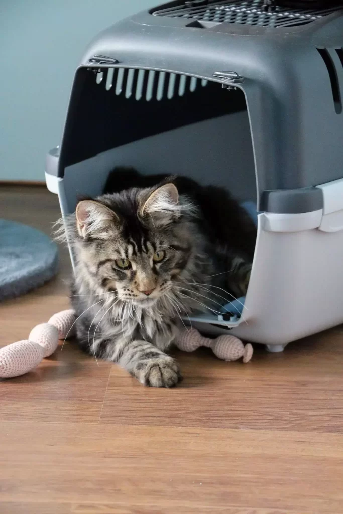 Traveling with a cat. Tirus with his cat carrier.