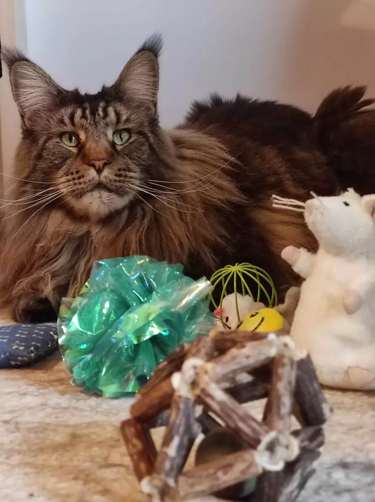 You can buy many kinds of cat toys in pet shops. Tirus with his cat toys.