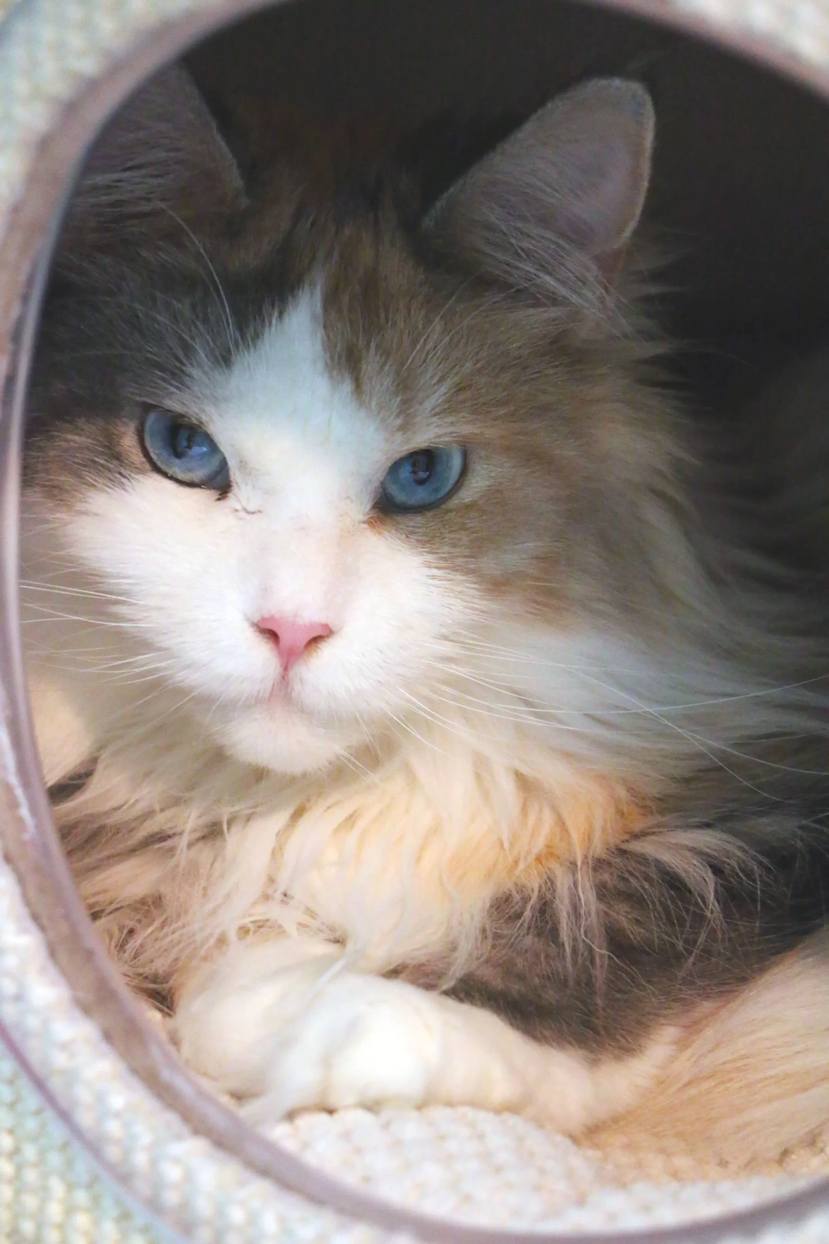 Joyfield's Althena, the blue-eyed Maine Coon