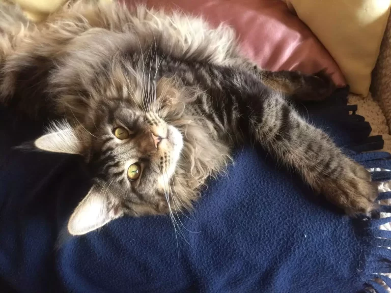 Tirus is a happy indoor Maine Coon cat