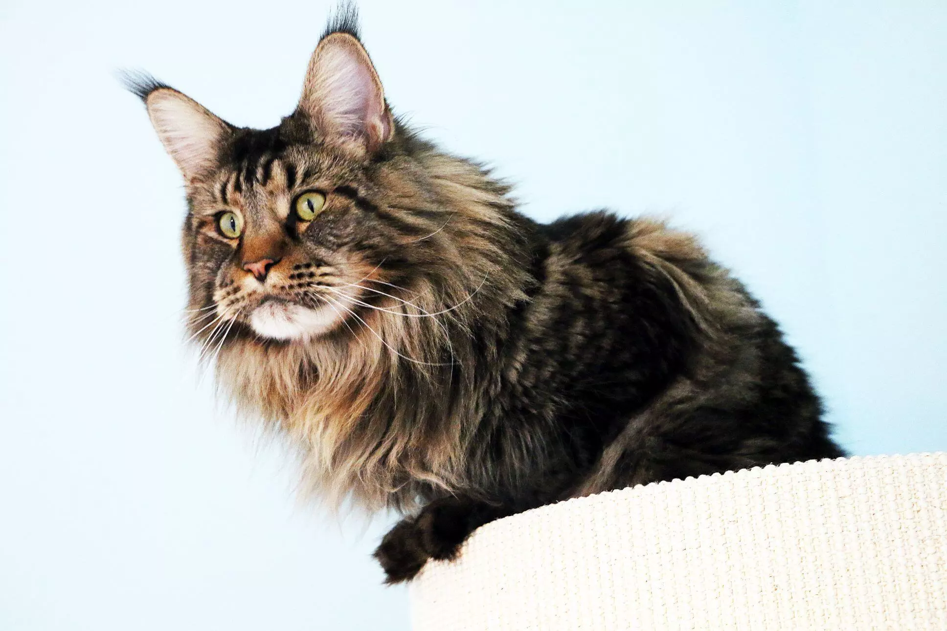 Tirus on his cat tree. Responsible cat ownership.