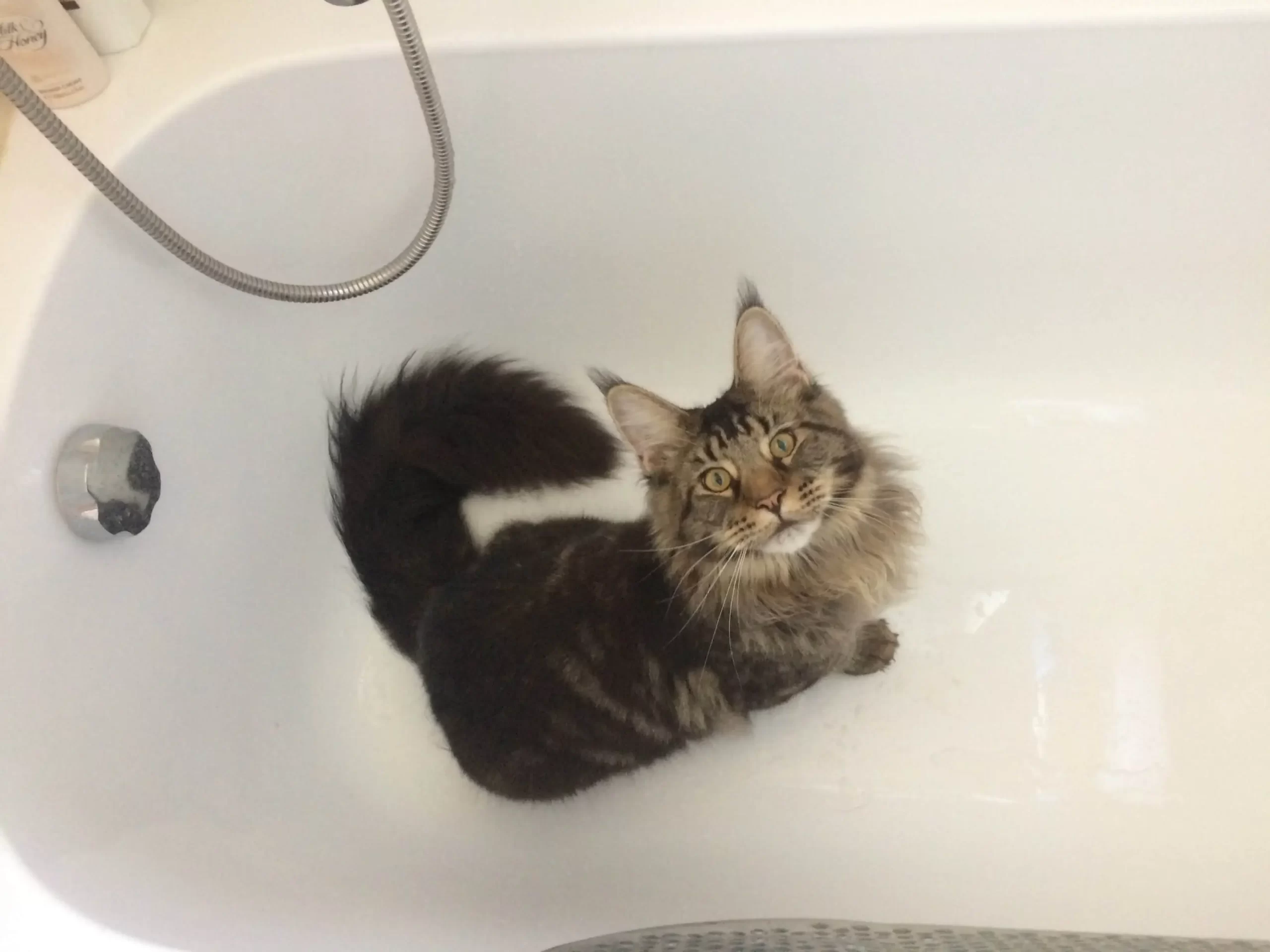 Maine Coons don't need to be bathed.