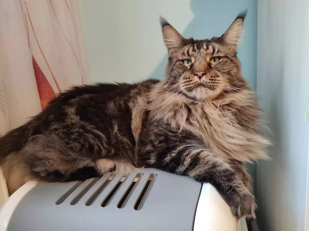 One of our cat litter boxes is in a corner of our bedroom.