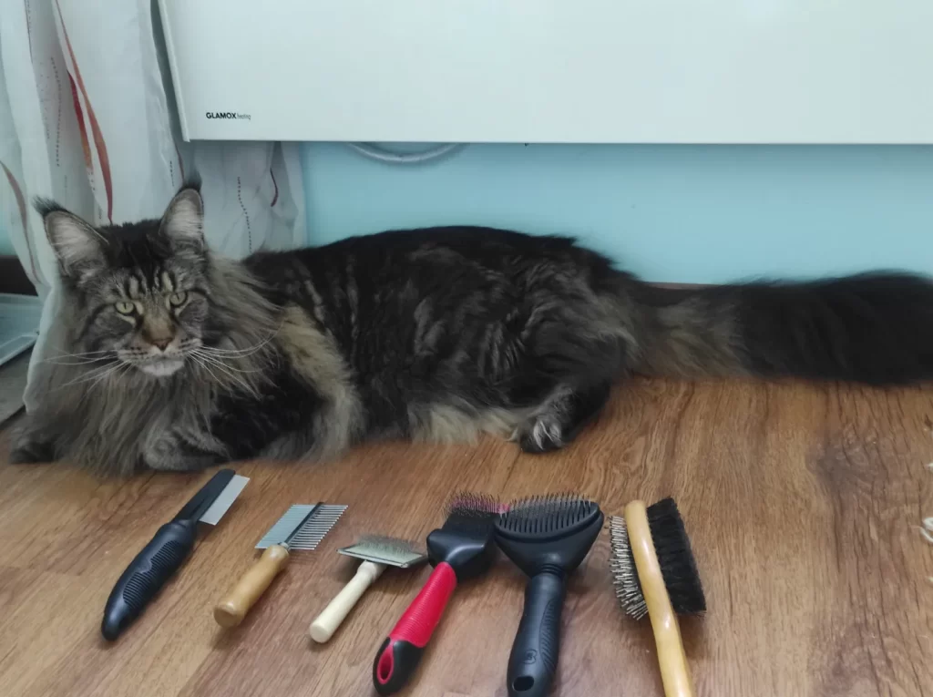 Tirus with his "favourite" cat brushes