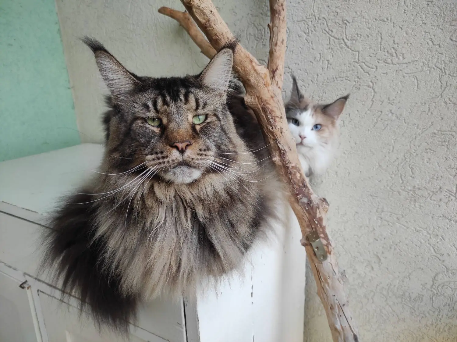 Althena and Ti'ramisu on the cat-proof balcony