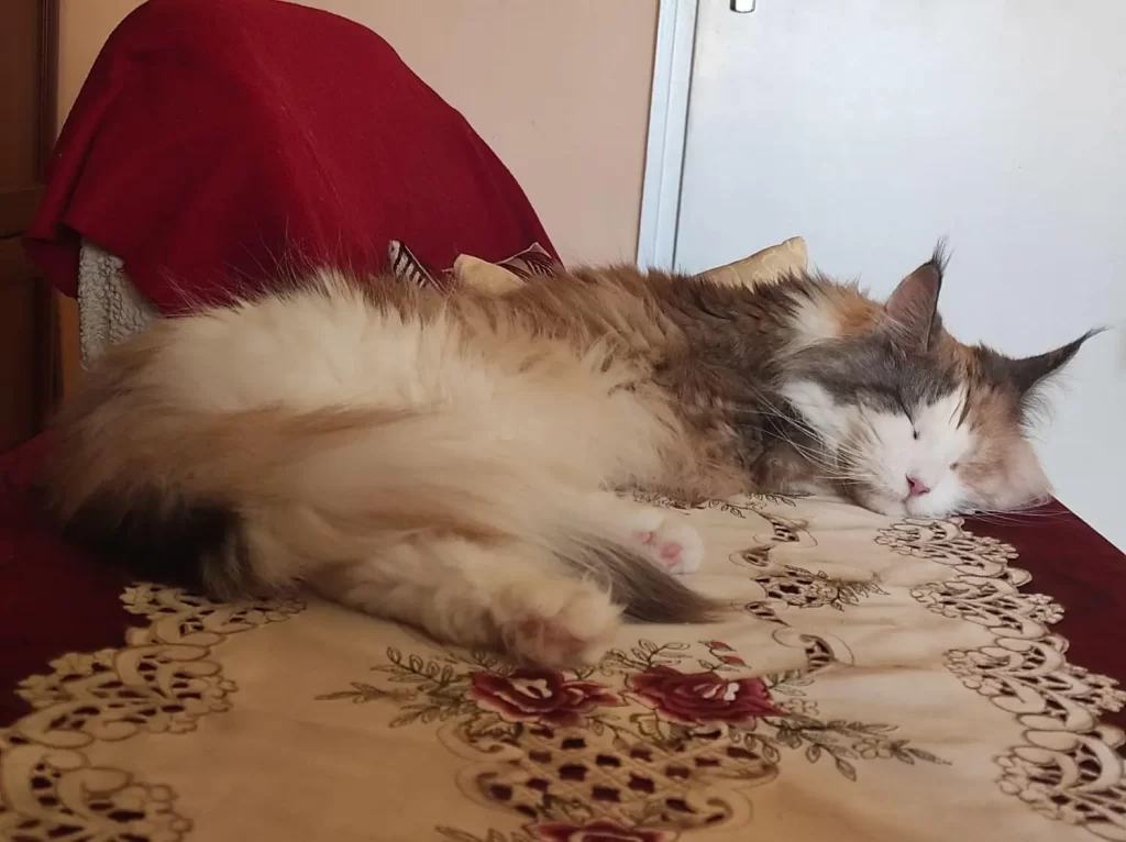 Althena is sleeping on our table in the living room.