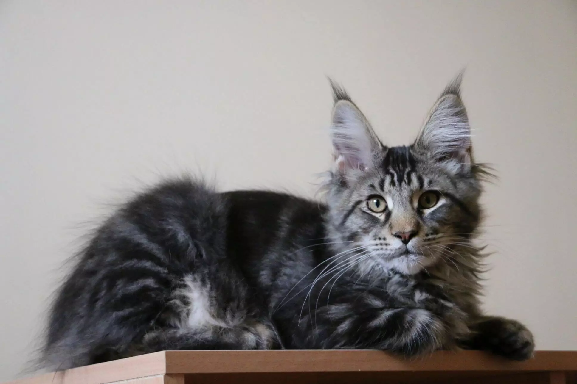 The standard of a cat breed is very important to a reputable breeder.