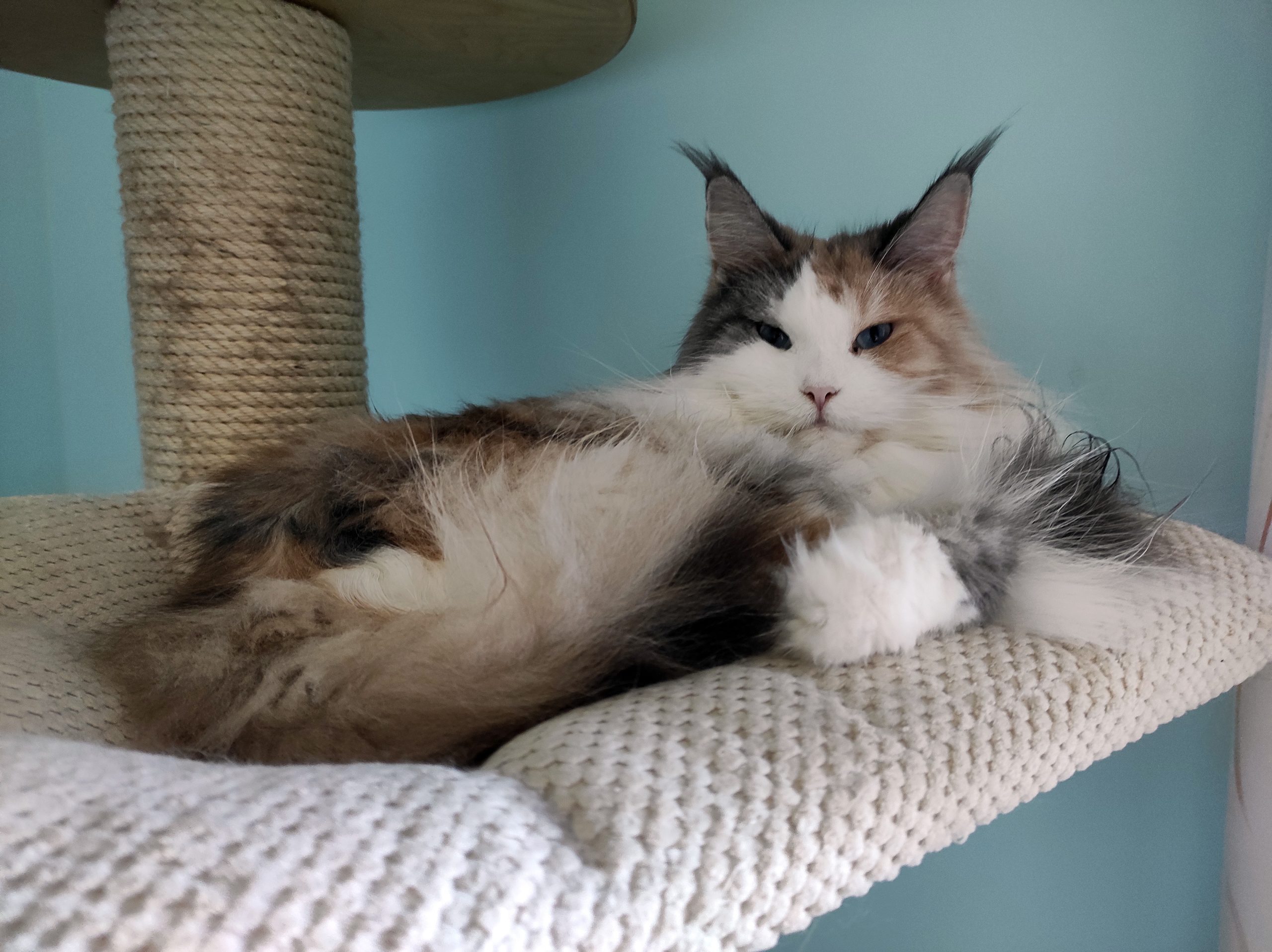 Watching a relaxing cat can make you calm.