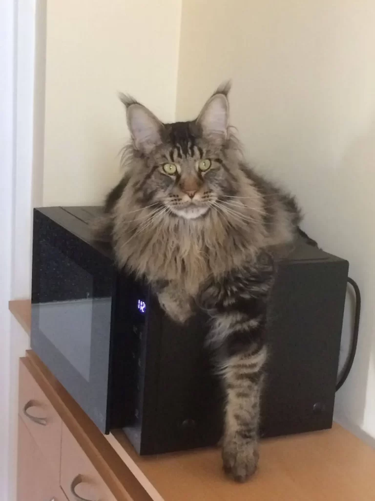 Relaxing Maine Coon